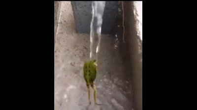 Rana Bailando en la ducha