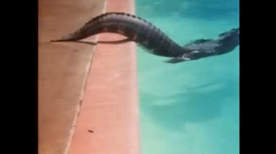 tears for fears pale shelter