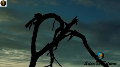 DESAFIO PRIMITIVO  Ep1